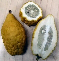 Citron of Naxos